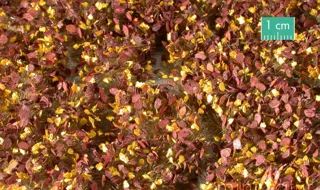 Mininatur : Tapis en feuilles d automne